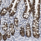 Immunohistochemical staining of human small intestine shows high expression.