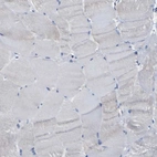 Immunohistochemical staining of human skeletal muscle shows low expression as expected.