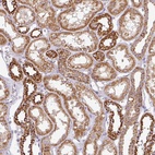 Anti-ZNF211 Antibody