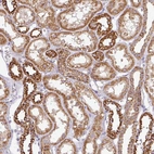 Anti-ZNF211 Antibody