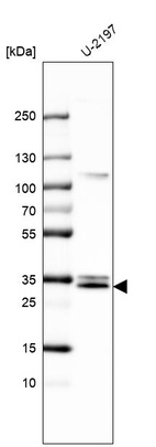 Anti-MGLL Antibody