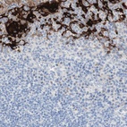 Immunohistochemical staining of human tonsil shows high expression.