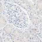 Immunohistochemical staining of human kidney shows low expression as expected.