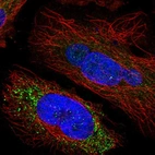 Immunofluorescent staining of human cell line HeLa shows localization to vesicles.