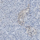 Immunohistochemical staining of human pancreas shows low expression as expected.