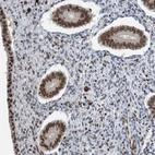 Immunohistochemical staining of human endometrium shows moderate nuclear positivity in glandular cells.