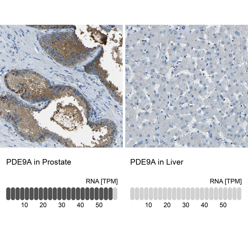 Anti-PDE9A Antibody