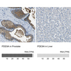 Anti-PDE9A Antibody