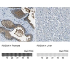 Anti-PDE9A Antibody
