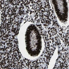 Anti-NPM1 Antibody