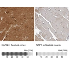 Anti-NAPG Antibody