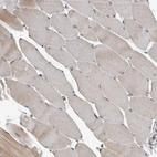 Immunohistochemical staining of human skeletal muscle shows low expression as expected.