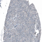 Immunohistochemical staining of human pancreas shows negative membranous positivity in exocrine glandular cells.