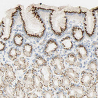 Immunohistochemical staining of human stomach shows strong granular cytoplasmic positivity in glandular cells.