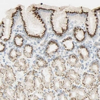 Immunohistochemical staining of human stomach shows strong granular cytoplasmic positivity in glandular cells.