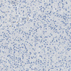 Immunohistochemical staining of human pancreas shows no positivity in exocrine glandular cells as expected.