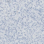 Immunohistochemical staining of human pancreas shows no positivity in exocrine glandular cells as expected.
