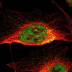 Immunofluorescent staining of human cell line U-2 OS shows localization to nucleoplasm & mitochondria.