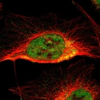 Immunofluorescent staining of human cell line U-2 OS shows localization to nucleoplasm & mitochondria.