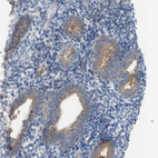 Immunohistochemical staining of human endometrium shows weak granular cytoplasmic positivity in glandular cells.