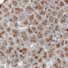 Immunohistochemical staining of human pancreas shows moderate granular cytoplasmic positivity in exocrine glandular cells.