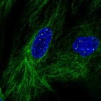 Immunofluorescent staining of human cell line BJ shows localization to nuclear bodies & microtubules.