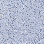 Immunohistochemical staining of human pancreas shows no positivity in exocrine glandular cells as expected.