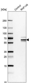 Western blot analysis in control (vector only transfected HEK293T lysate) and RNF149 over-expression lysate (Co-expressed with a C-terminal myc-DDK tag (~3.1 kDa) in mammalian HEK293T cells, LY406531).