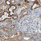 Immunohistochemical staining of human kidney shows strong granular cytoplasmic positivity in cells in tubules.
