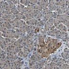Immunohistochemical staining of human pancreas shows moderate granular cytoplasmic positivity in islets of Langerhans.