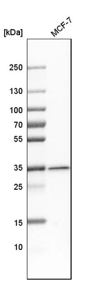 Western blot analysis in human cell line MCF-7.