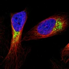 Immunofluorescent staining of human cell line U-2 OS shows localization to mitochondria.