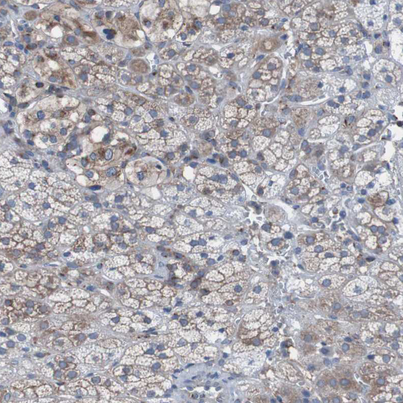 Anti-KIAA1024 Antibody
