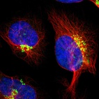 Immunofluorescent staining of human cell line U-2 OS shows localization to the Golgi apparatus.