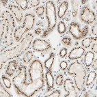 Immunohistochemical staining of human kidney shows strong positivity in Golgi apparatus in cells in tubules.