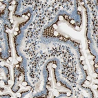 Immunohistochemical staining of human duodenum shows strong positivity in Golgi apparatus in glandular cells.