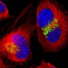 Immunofluorescent staining of human cell line U-251 MG shows localization to the Golgi apparatus.