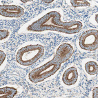 Immunohistochemical staining of human endometrium shows strong positivity in cytoplasm granular-cytoplasmic membranous in glandular cells.