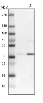 Lane 1: NIH-3T3 cell lysate (Mouse embryonic fibroblast cells)_br/_Lane 2: NBT-II cell lysate (Rat Wistar bladder tumour cells)