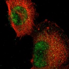 Immunofluorescent staining of human cell line U-251 MG shows localization to nucleus.