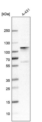 Western blot analysis in human cell line A-431.