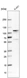 Anti-ADAM15 Antibody