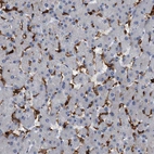 Immunohistochemical staining of human liver shows strong cytoplasmic/membranous positivity in endothelial cells.