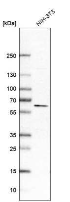 Western blot analysis in mouse cell line NIH-3T3.