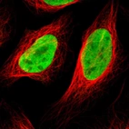 Immunofluorescent staining of human cell line U-2 OS shows localization to nucleus.