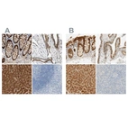 Immunohistochemical staining of human colon, fallopian tube, liver and tonsil using Anti-SELENBP1 antibody HPA011731 (A) shows similar protein distribution across tissues to independent antibody HPA005741 (B).