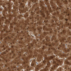 Anti-SELENBP1 Antibody