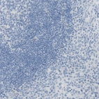 Immunohistochemical staining of human tonsil shows no positivity in non-germinal center cells as expected.