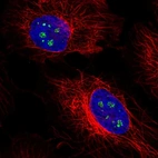 Immunofluorescent staining of human cell line HeLa shows localization to nucleoli fibrillar center.
