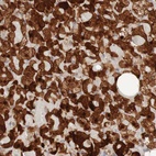 Anti-PARP4 Antibody